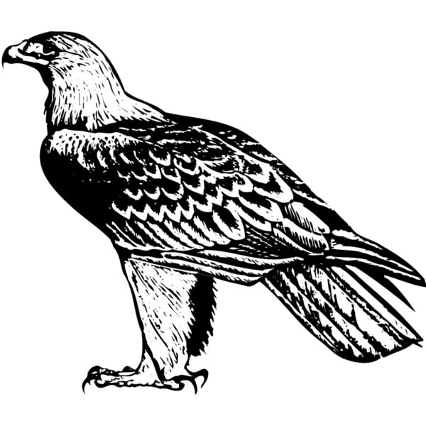 BIRD005 Thumbnail