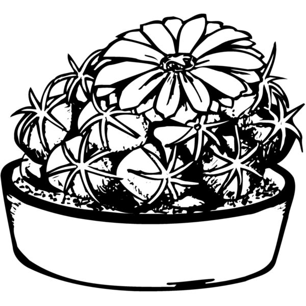 CACTUS02 Thumbnail