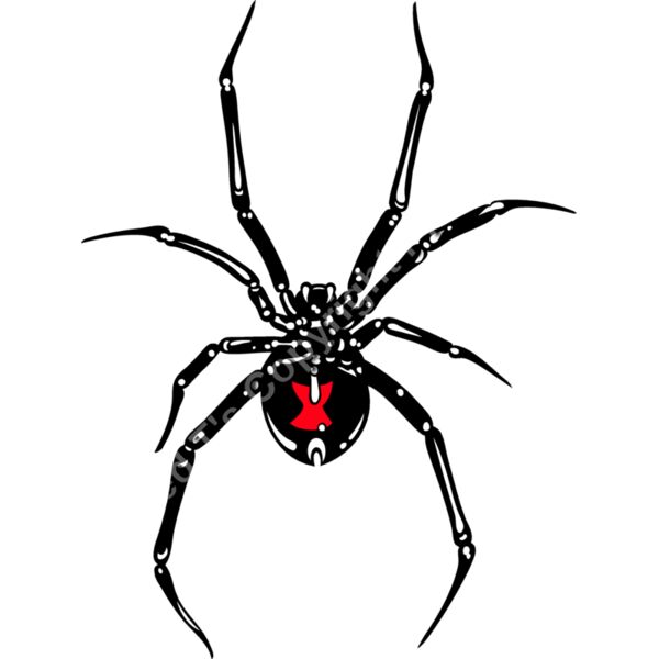 ES2spider002CLR Thumbnail